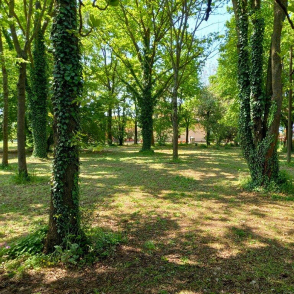 Bosco delle Origini